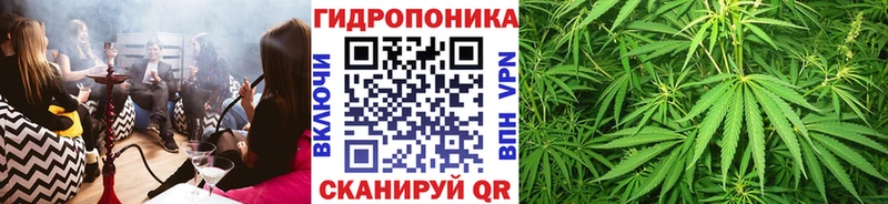 Марихуана сатива Кыштым